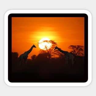 Sundown with Giraffes on Safari in Kenya / Africa Sticker